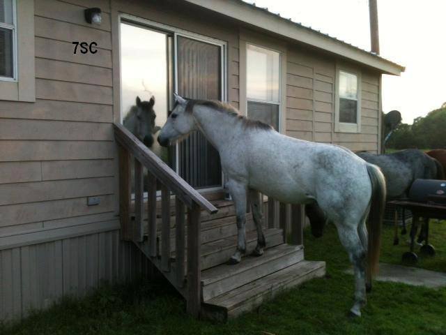 Horse Sleeping Patterns